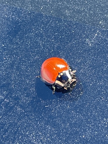 LeConte's Giant Lady Beetle photo 5