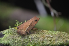 Rhinella hoogmoedi