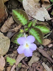 Episcia lilacina