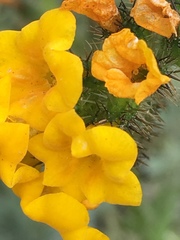 Amsinckia spectabilis