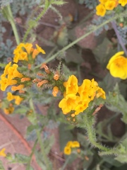 Amsinckia spectabilis