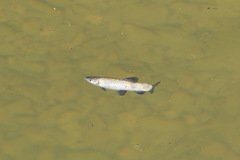 Ctenopharyngodon idella