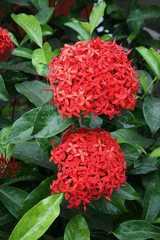 Ixora casei