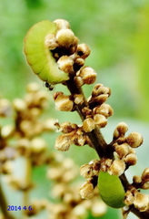 Hypolycaena philippus philippus
