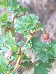 Ribes aciculare