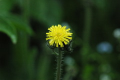 Pilosella caespitosa