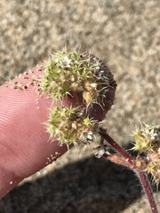 Chorizanthe cuspidata cuspidata
