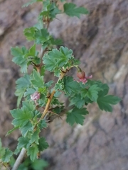 Ribes aciculare