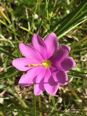Sabatia gentianoides