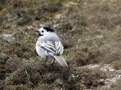 Motacilla alba