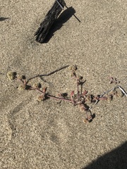 Chorizanthe cuspidata cuspidata