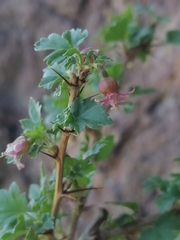 Ribes aciculare