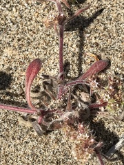 Chorizanthe cuspidata cuspidata