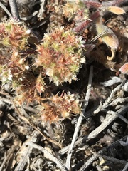 Chorizanthe cuspidata cuspidata