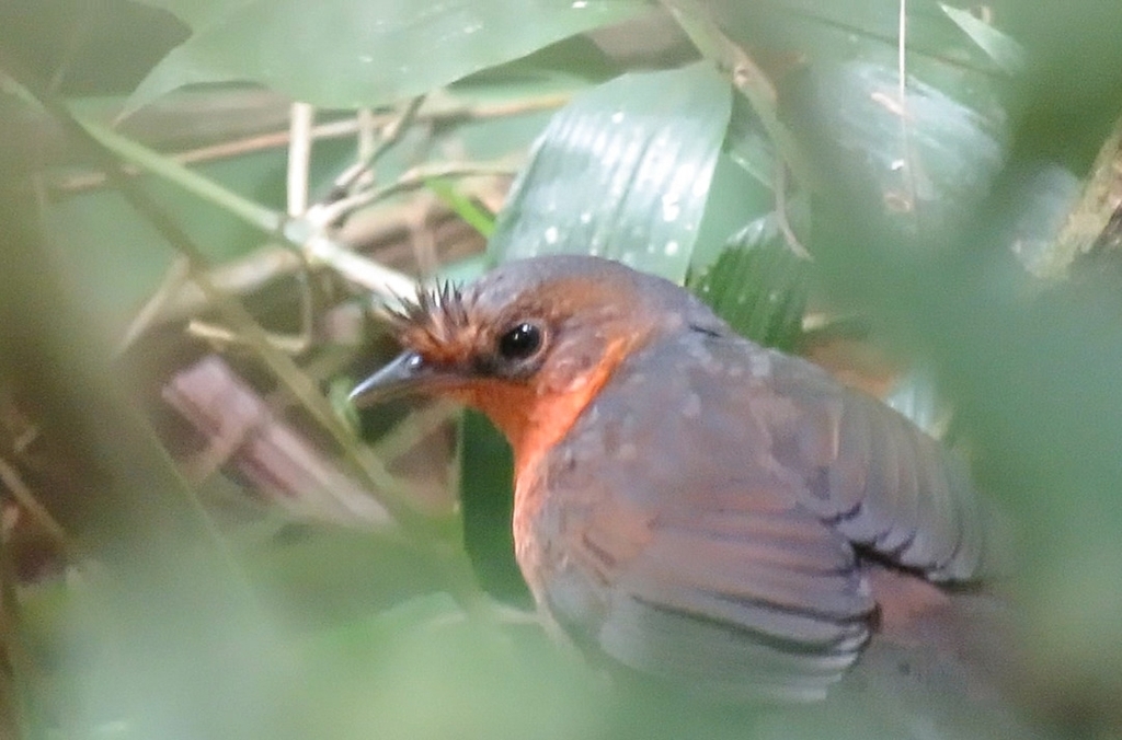 Stresemann's Bristlefront