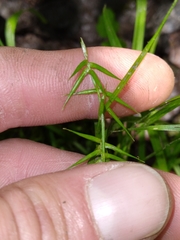 Carex collinsii