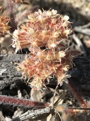 Chorizanthe cuspidata cuspidata