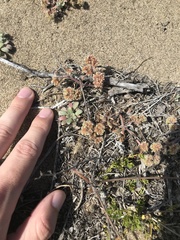 Chorizanthe cuspidata cuspidata