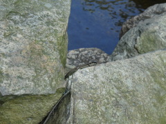 Sphenomorphus incognitus