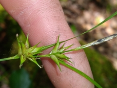 Carex elliottii