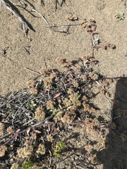 Chorizanthe cuspidata cuspidata