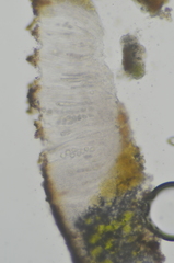 Ionaspis lacustris