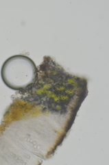 Ionaspis lacustris