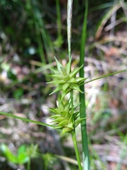 Carex elliottii