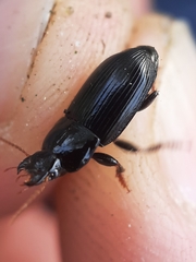 Harpalus tardus