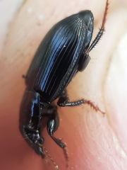 Harpalus tardus