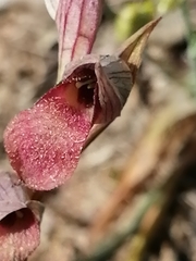 Serapias strictiflora