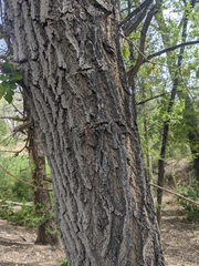 Populus deltoides monilifera
