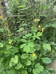 Chelidonium majus
