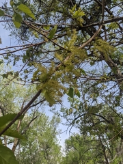 Populus deltoides monilifera