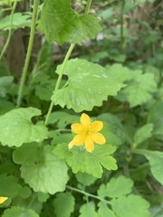 Chelidonium majus