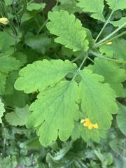 Chelidonium majus
