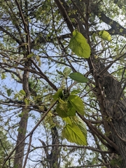 Populus deltoides monilifera