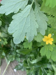 Chelidonium majus