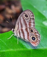 Euptychia