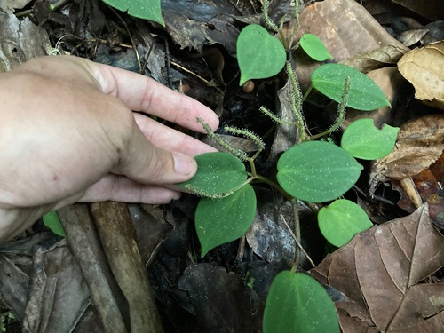 Montane peperomia (Peperomia distachyos)
