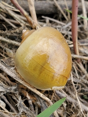Pomacea paludosa