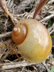 Pomacea paludosa