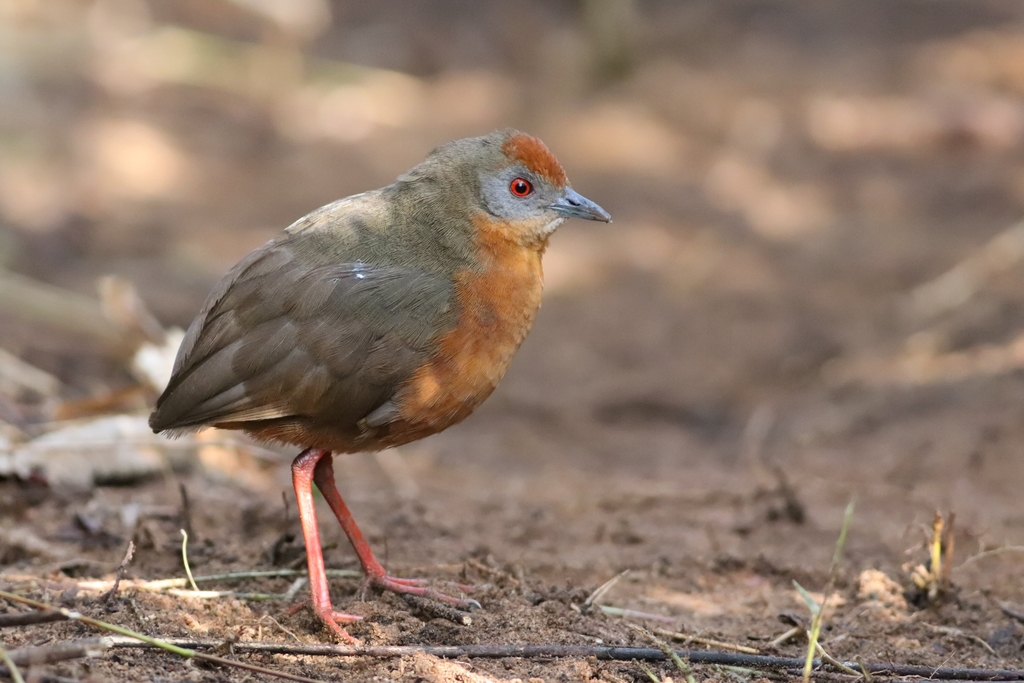 Russet-crowned Crake (Rufirallus viridis) photo