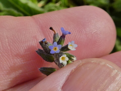 Myosotis discolor