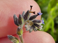 Myosotis discolor