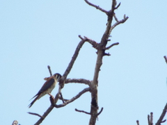 Falco sparverius paulus