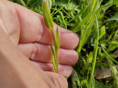 Myosotis discolor