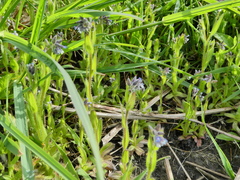Myosotis discolor
