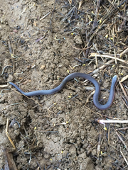 Carphophis amoenus amoenus