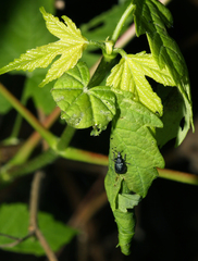 Chonostropheus tristis